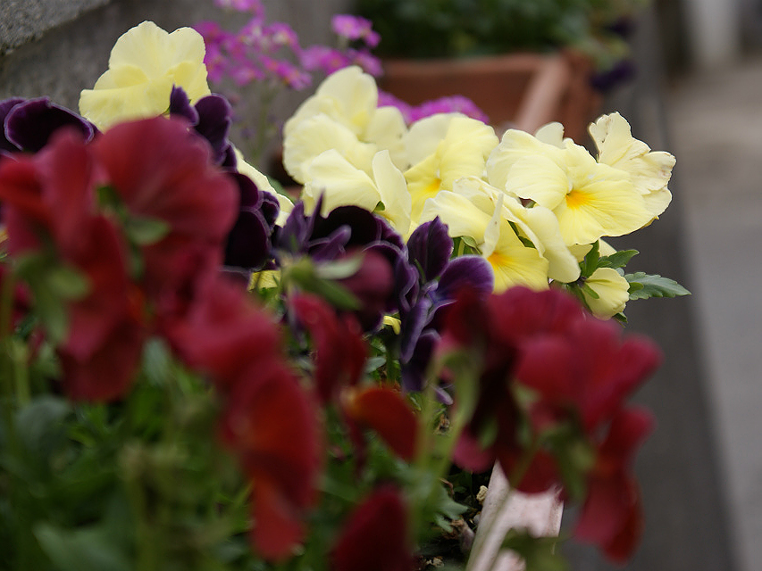 カニヘン　子犬　ブラタン男の子