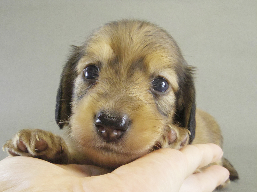 カニンヘン 子犬 Sクリーム男の子 カニンヘン 子犬 Sクリーム男の子
