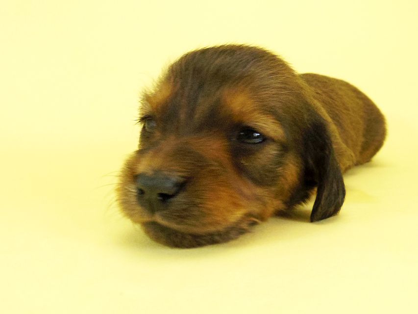 ダックスフンド カニンヘン キュリ & ミントの子犬 シェーデットレッド 女の子② お写真初登場