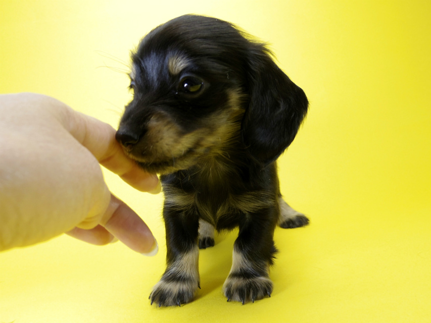 カニンヘン ダックスフンド 子犬 ブラッククリーム 女の子 カニンヘン ダックスフンド 子犬 ブラッククリーム 女の子