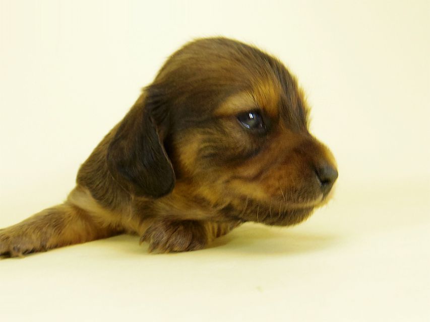 ダックスフンド カニンヘン キュリ & ミントの子犬 シェーデットレッド 女の子② お写真初登場