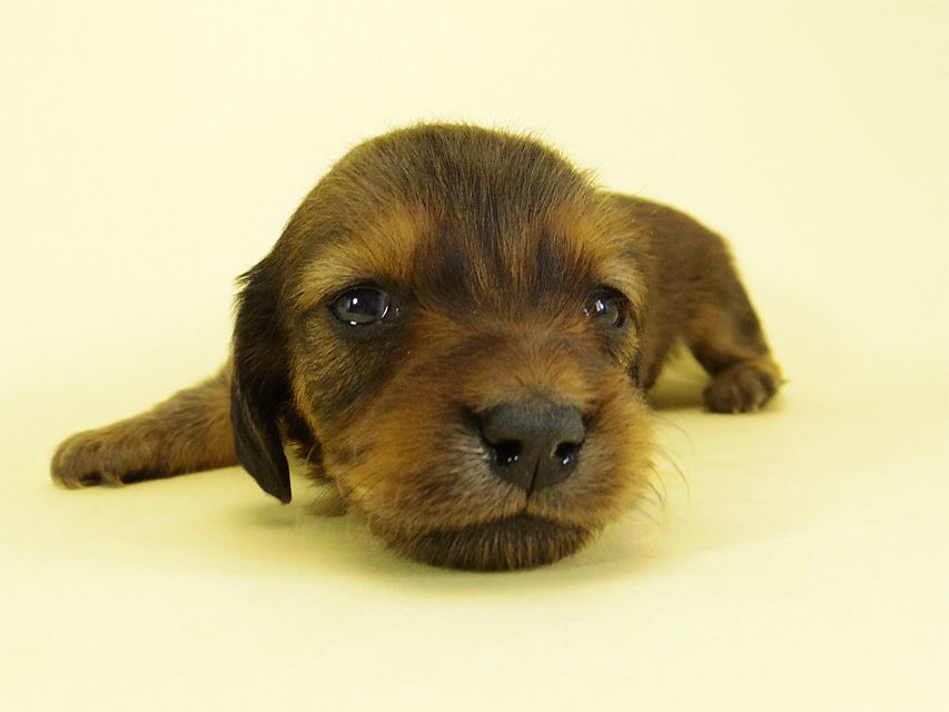 ダックスフンド カニンヘン キュリ & ミントの子犬 シェーデットレッド 女の子② お写真初登場