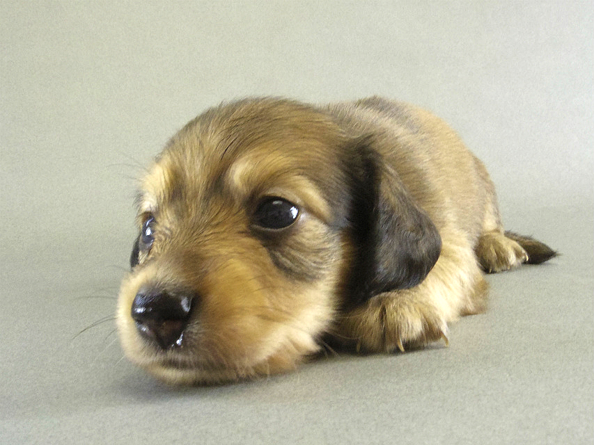 カニンヘン 子犬 Sクリーム男の子 カニンヘン 子犬 Sクリーム男の子