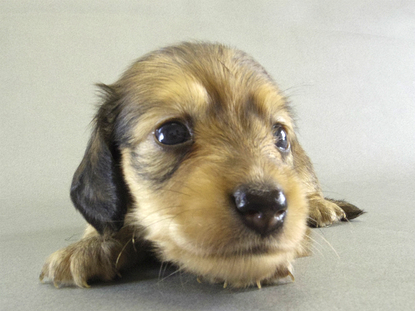 カニンヘン 子犬 Sクリーム男の子 カニンヘン 子犬 Sクリーム男の子