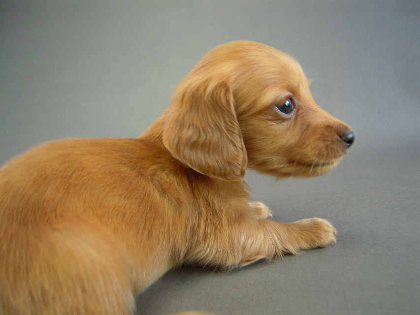 カニヘン　子犬　ゴールド女の子