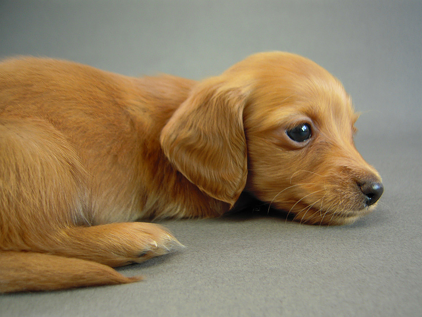 カニヘン　子犬　ゴールド女の子