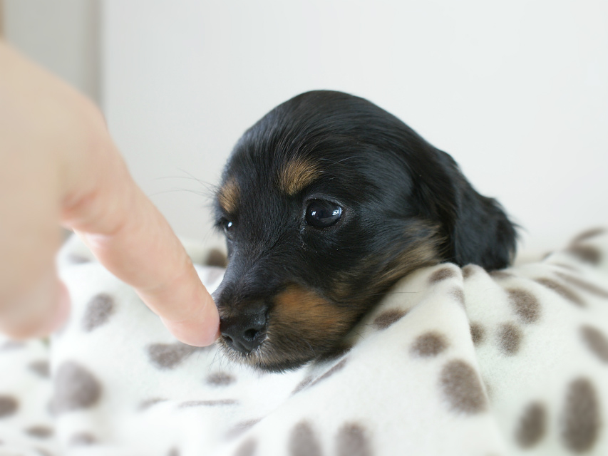 カニヘン 子犬 ブラタン女の子 カニヘン 子犬 ブラタン女の子