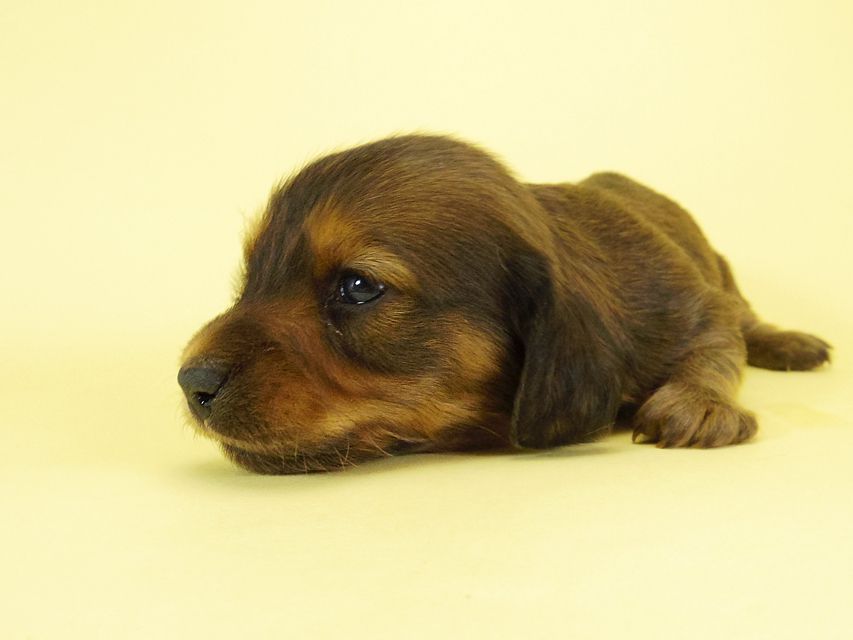 ダックスフンド カニンヘン キュリ & ミントの子犬 シェーデットレッド 女の子② お写真初登場