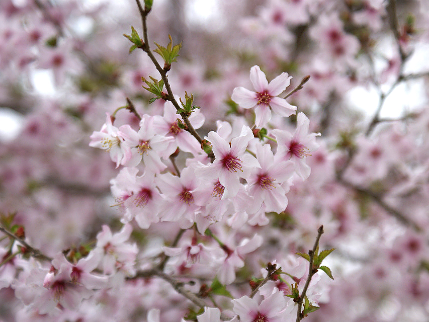 カニヘン　子犬　ブラタン女の子