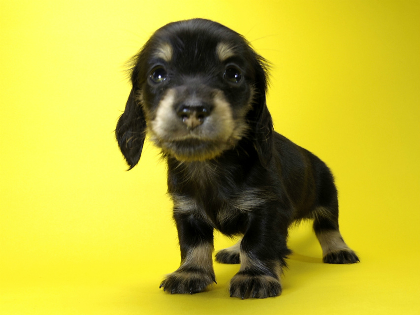 カニンヘン ダックスフンド 子犬 ブラッククリーム 女の子 カニンヘン ダックスフンド 子犬 ブラッククリーム 女の子