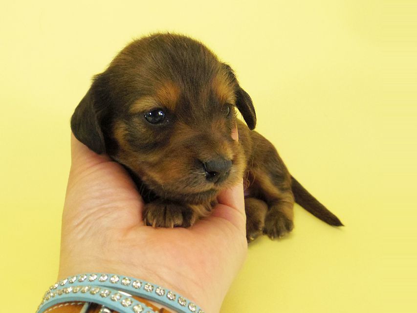 ダックスフンド カニンヘン キュリ & ミントの子犬 シェーデットレッド 女の子② お写真初登場