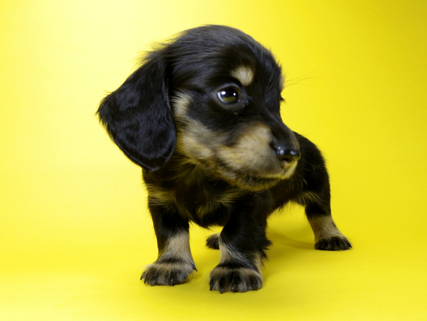 カニンヘン ダックスフンド 子犬 ブラッククリーム 女の子 カニンヘン ダックスフンド 子犬 ブラッククリーム 女の子