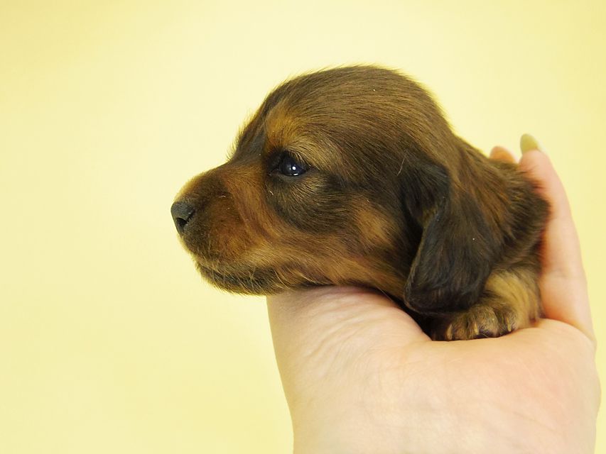 ダックスフンド カニンヘン キュリ & ミントの子犬 シェーデットレッド 女の子② お写真初登場