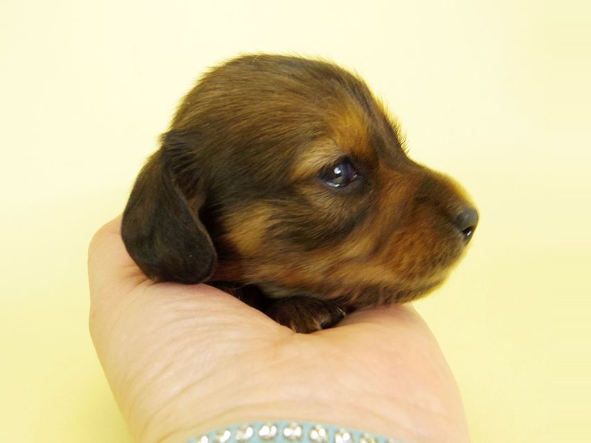 ダックスフンド カニンヘン キュリ & ミントの子犬 シェーデットレッド 女の子② お写真初登場