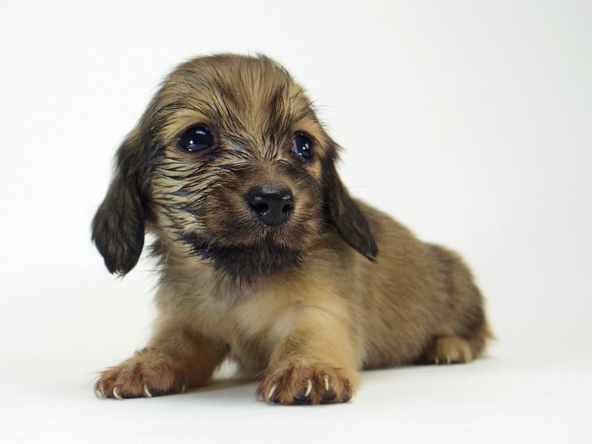 ダックスフンド ソルト & MONKEY D. LUFFYの子犬 シェーデットクリーム 女の子261 ダックスフンド ソルト & MONKEY D. LUFFYの子犬 シェーデットクリーム 女の子