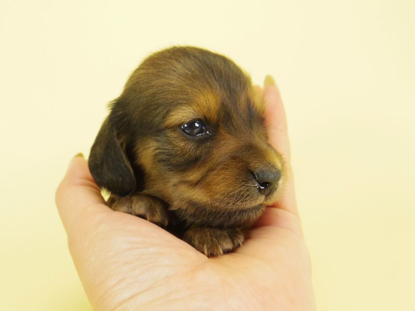 ダックスフンド カニンヘン キュリ & ミントの子犬 シェーデットレッド 女の子② お写真初登場