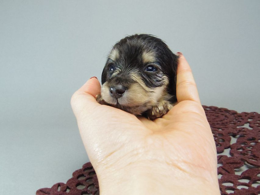 ダックスフンド　カニンヘン あんず & クッキーの子犬 ブラッククリーム 女の子