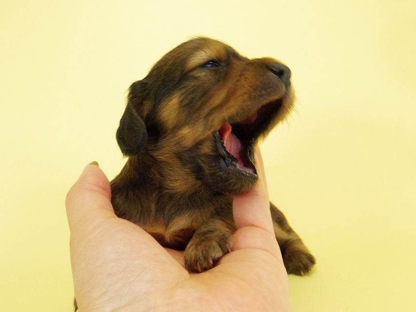 ダックスフンド カニンヘン キュリ & ミントの子犬 シェーデットレッド 女の子② お写真初登場