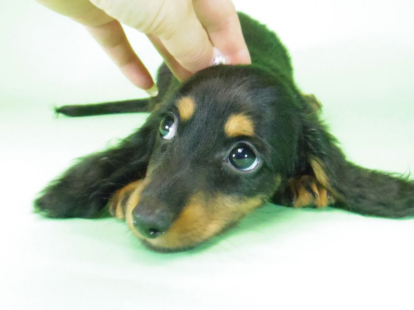 263 ダックスフンド ルヒィ & ジムダンディの子犬 ブラタン 男の子