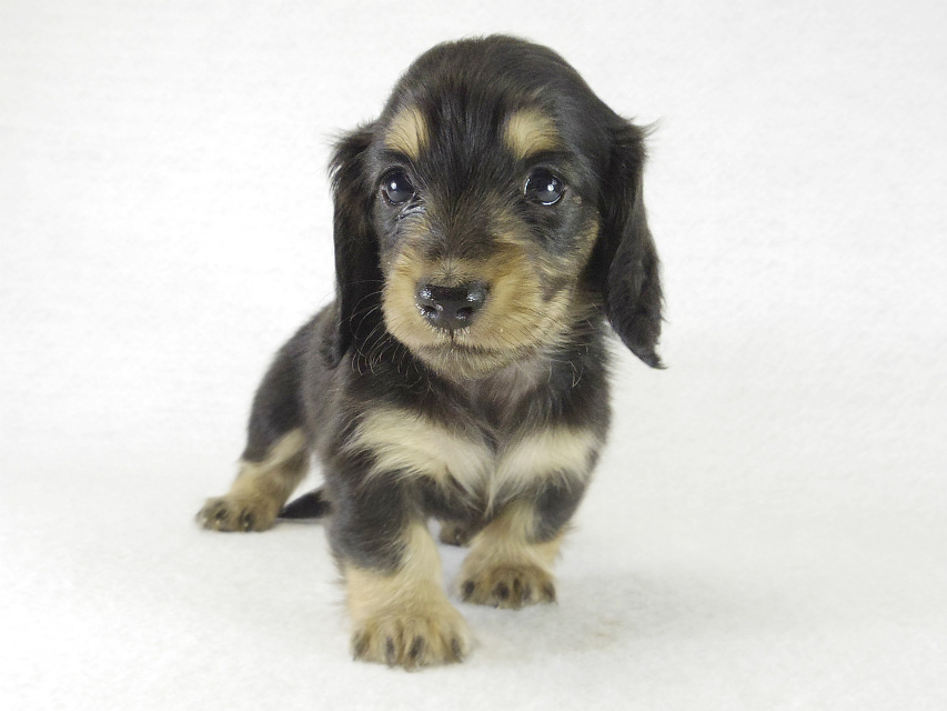 カニンヘンダックス　子犬　ブラクリ男の子