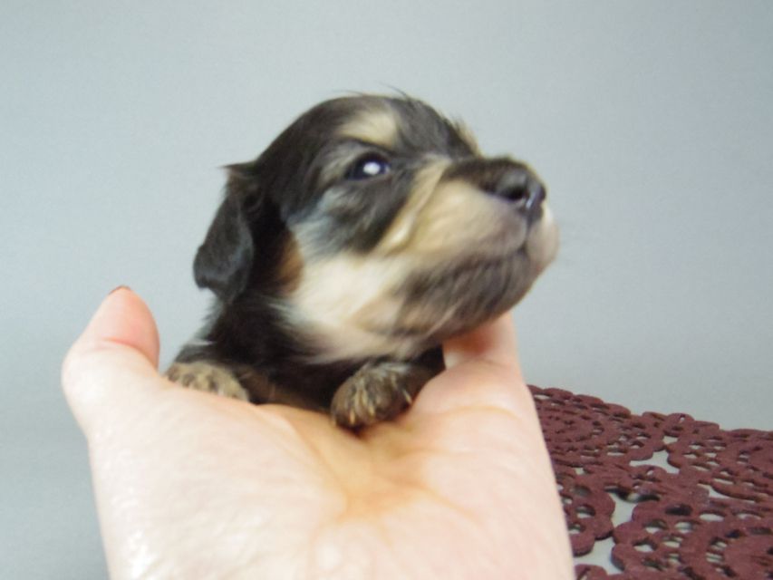 ダックスフンド　カニンヘン あんず & クッキーの子犬 ブラッククリーム 女の子