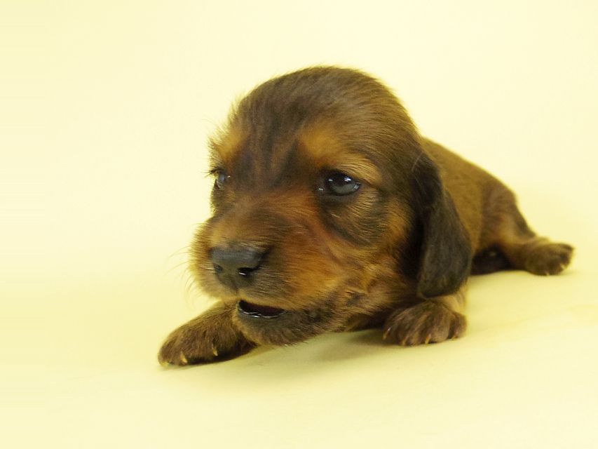 ダックスフンド カニンヘン キュリ & ミントの子犬 シェーデットレッド 女の子② お写真初登場