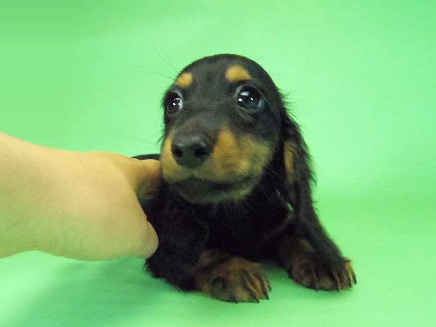 264 ダックスフンド ルヒィ & ジムダンディの子犬 ブラタン 男の子