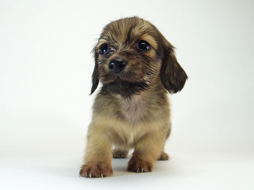 ダックスフンド ソルト & MONKEY D. LUFFYの子犬 シェーデットクリーム 女の子265 ダックスフンド ソルト & MONKEY D. LUFFYの子犬 シェーデットクリーム 女の子