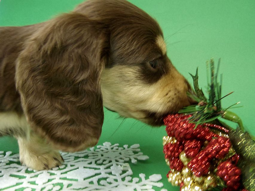 カニンヘン ダックス チョコ＆クリーム女の子