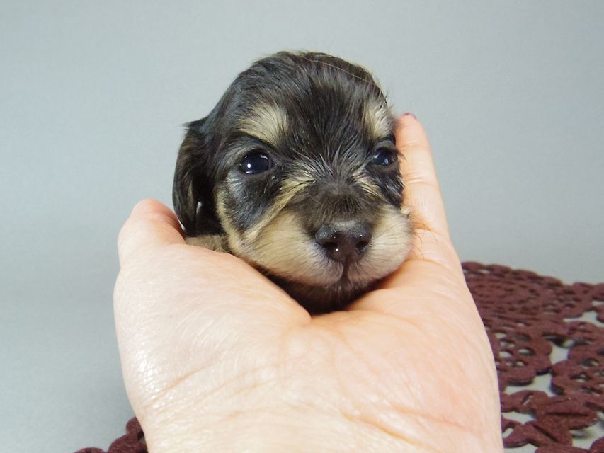 ダックスフンド　カニンヘン あんず & クッキーの子犬 ブラッククリーム 女の子