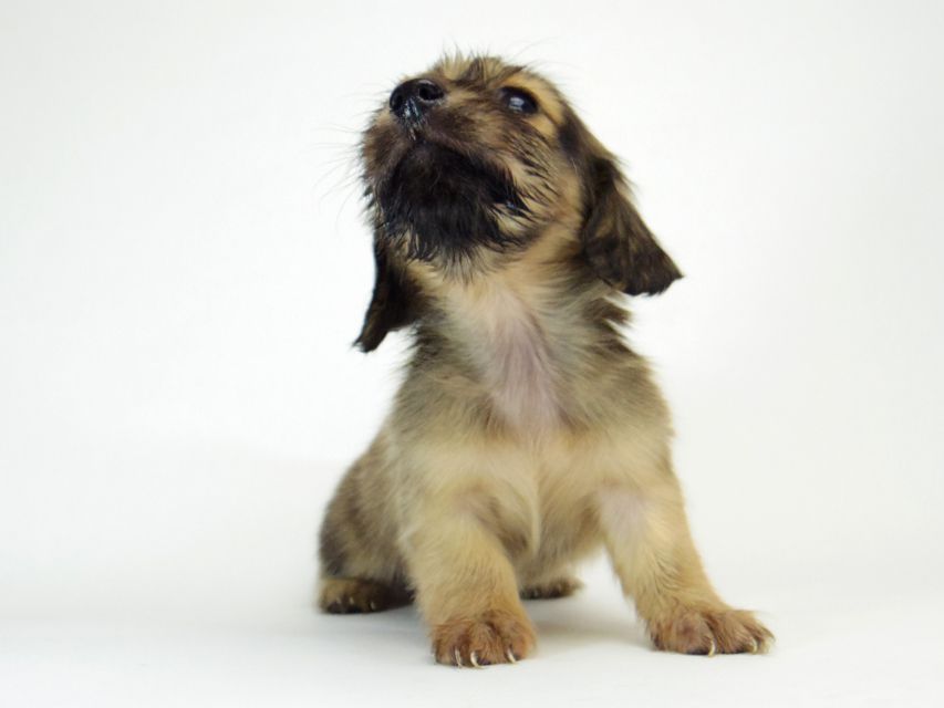 ダックスフンド ソルト & MONKEY D. LUFFYの子犬 シェーデットクリーム 女の子266 ダックスフンド ソルト & MONKEY D. LUFFYの子犬 シェーデットクリーム 女の子