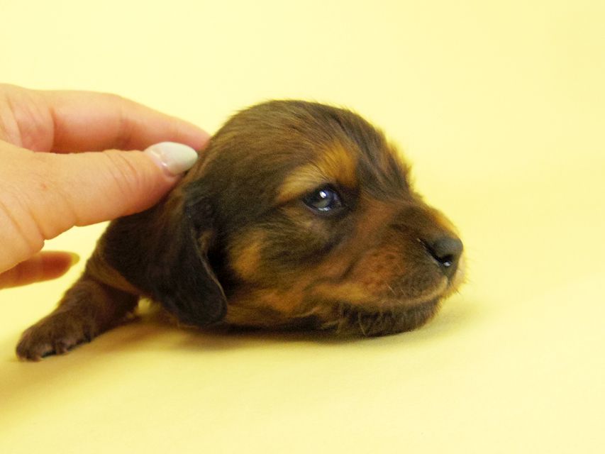 ダックスフンド カニンヘン キュリ & ミントの子犬 シェーデットレッド 女の子② お写真初登場