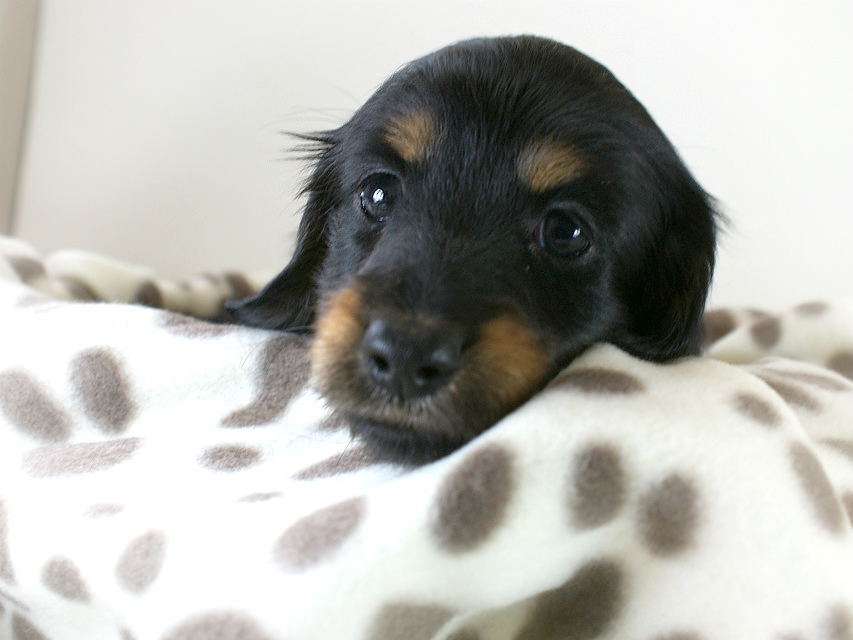 カニヘン 子犬 ブラタン女の子 カニヘン 子犬 ブラタン女の子