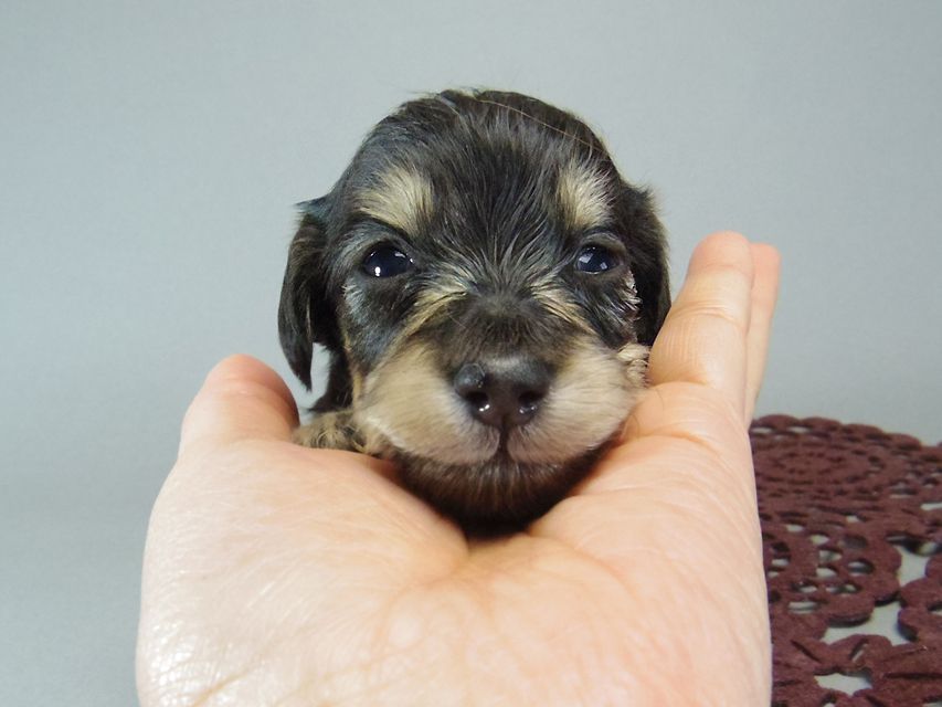 ダックスフンド　カニンヘン あんず & クッキーの子犬 ブラッククリーム 女の子