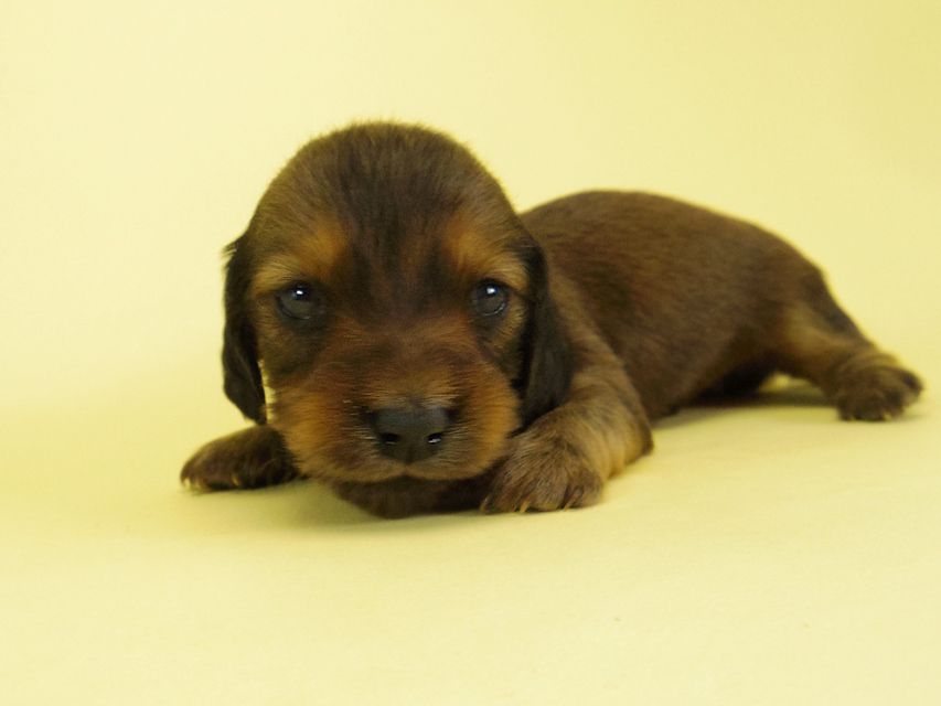 ダックスフンド カニンヘン キュリ & ミントの子犬 シェーデットレッド 女の子② お写真初登場
