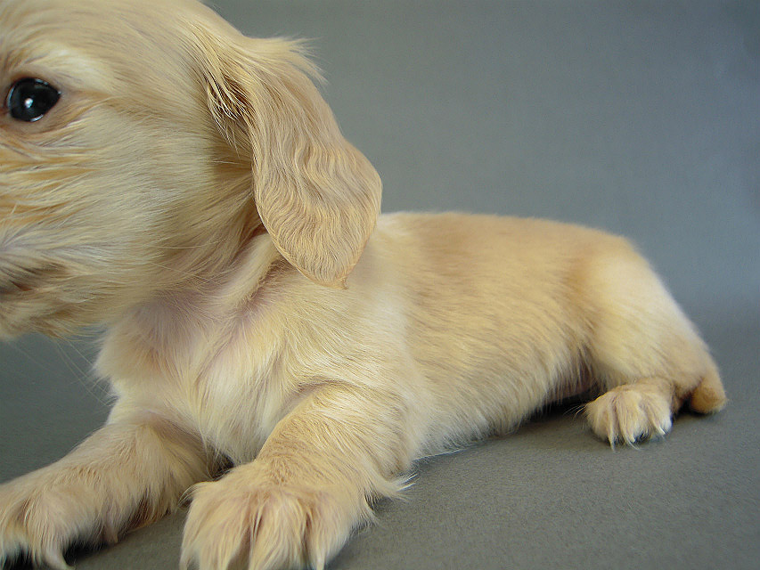 カニヘン 子犬 クリーム女の子 カニヘン 子犬 クリーム女の子