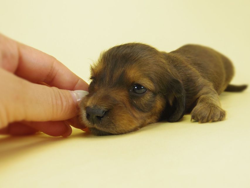 ダックスフンド カニンヘン キュリ & ミントの子犬 シェーデットレッド 女の子② お写真初登場