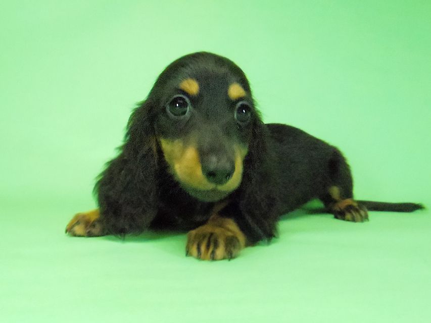 269 ダックスフンド ルヒィ & ジムダンディの子犬 ブラタン 男の子