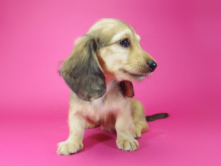 ダックスフンド アンジュ & ジムダンディーの子犬 シェーデットクリーム 女の子②