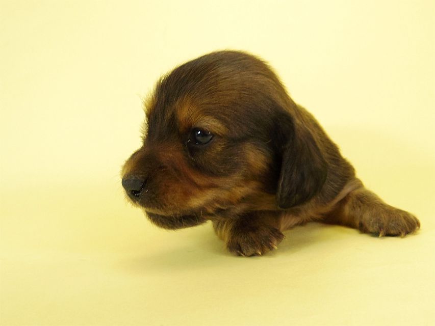 ダックスフンド カニンヘン キュリ & ミントの子犬 シェーデットレッド 女の子② お写真初登場