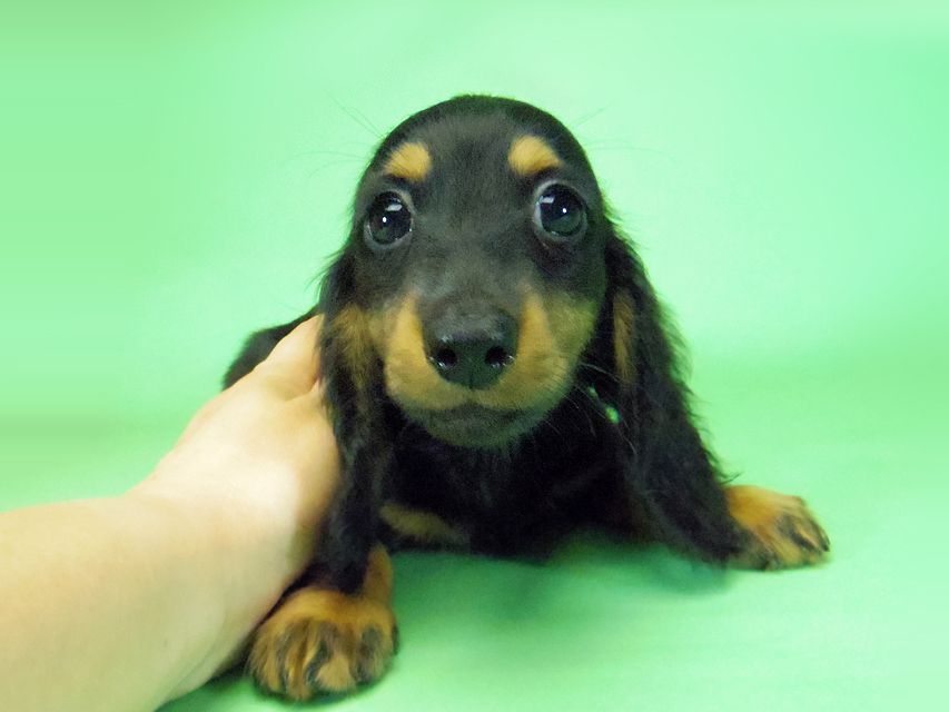 272 ダックスフンド ルヒィ & ジムダンディの子犬 ブラタン 男の子