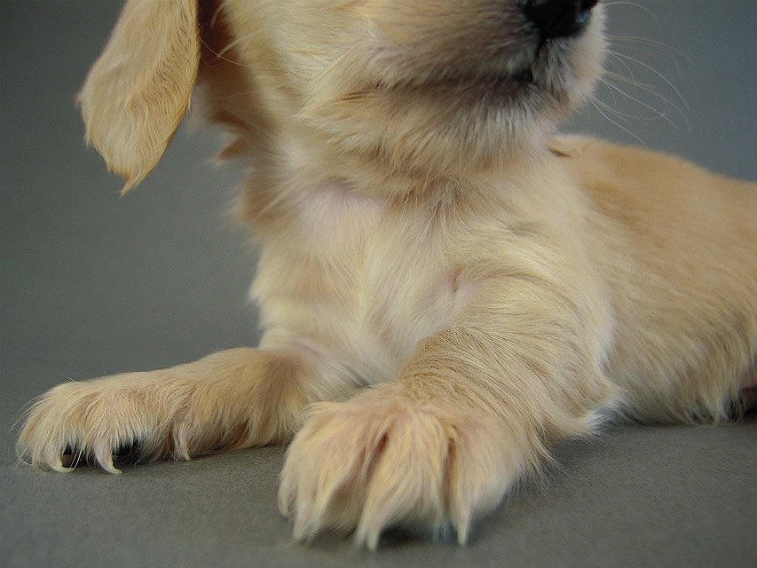カニヘン 子犬 クリーム女の子 カニヘン 子犬 クリーム女の子