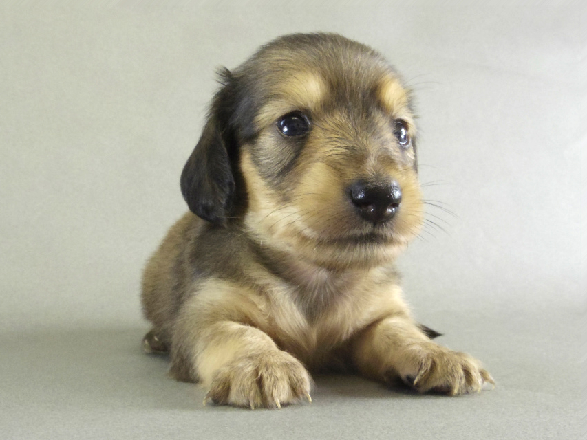 カニンヘン　子犬　ブラッククリーム男の子