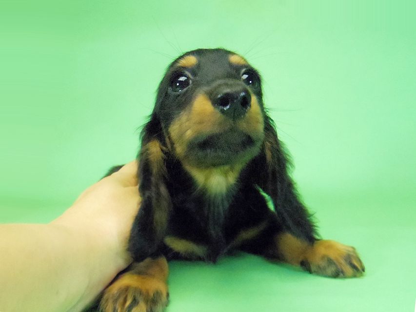 273 ダックスフンド ルヒィ & ジムダンディの子犬 ブラタン 男の子