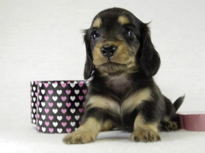 カニンヘンダックス　子犬　ブラクリ男の子