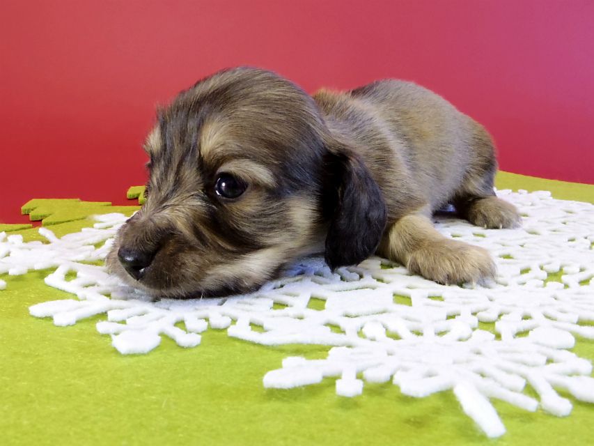 カニンヘンダックス　子犬　シェーデットクリーム男の子