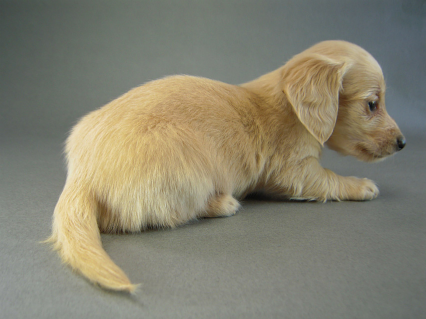 カニヘン 子犬 クリーム女の子 カニヘン 子犬 クリーム女の子