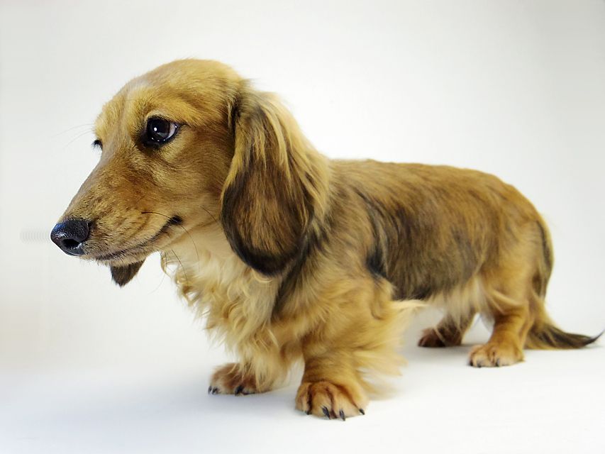 ダックスフンド ユジン & ジムダンディの子犬 シェーデットクリーム 女の子