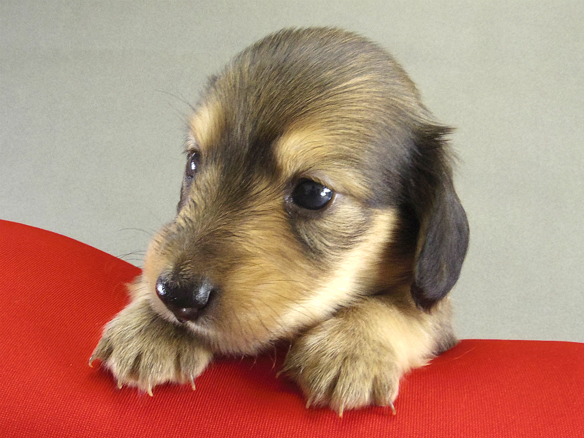 カニンヘン　子犬　ブラッククリーム男の子