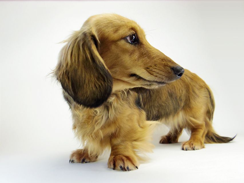 ダックスフンド ユジン & ジムダンディの子犬 シェーデットクリーム 女の子